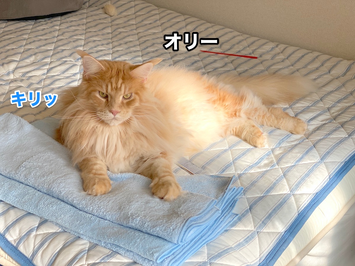 f:id:chikojirou:20200918211024j:plain