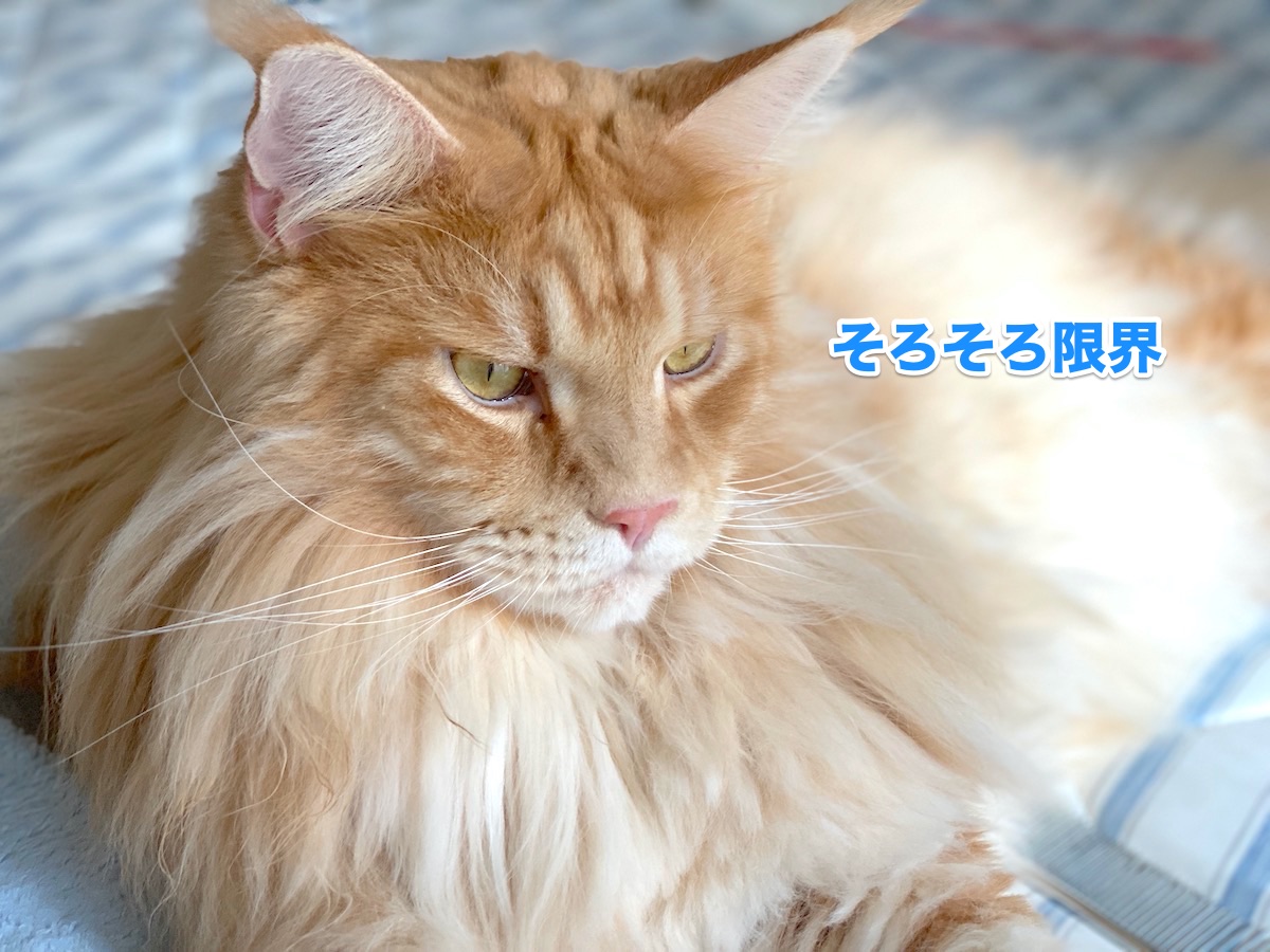 f:id:chikojirou:20200918211030j:plain