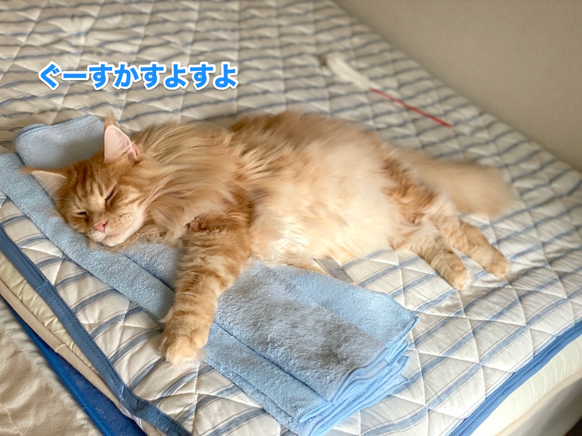 f:id:chikojirou:20200918211034j:plain