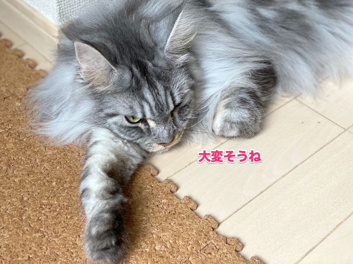 f:id:chikojirou:20200918211042j:plain