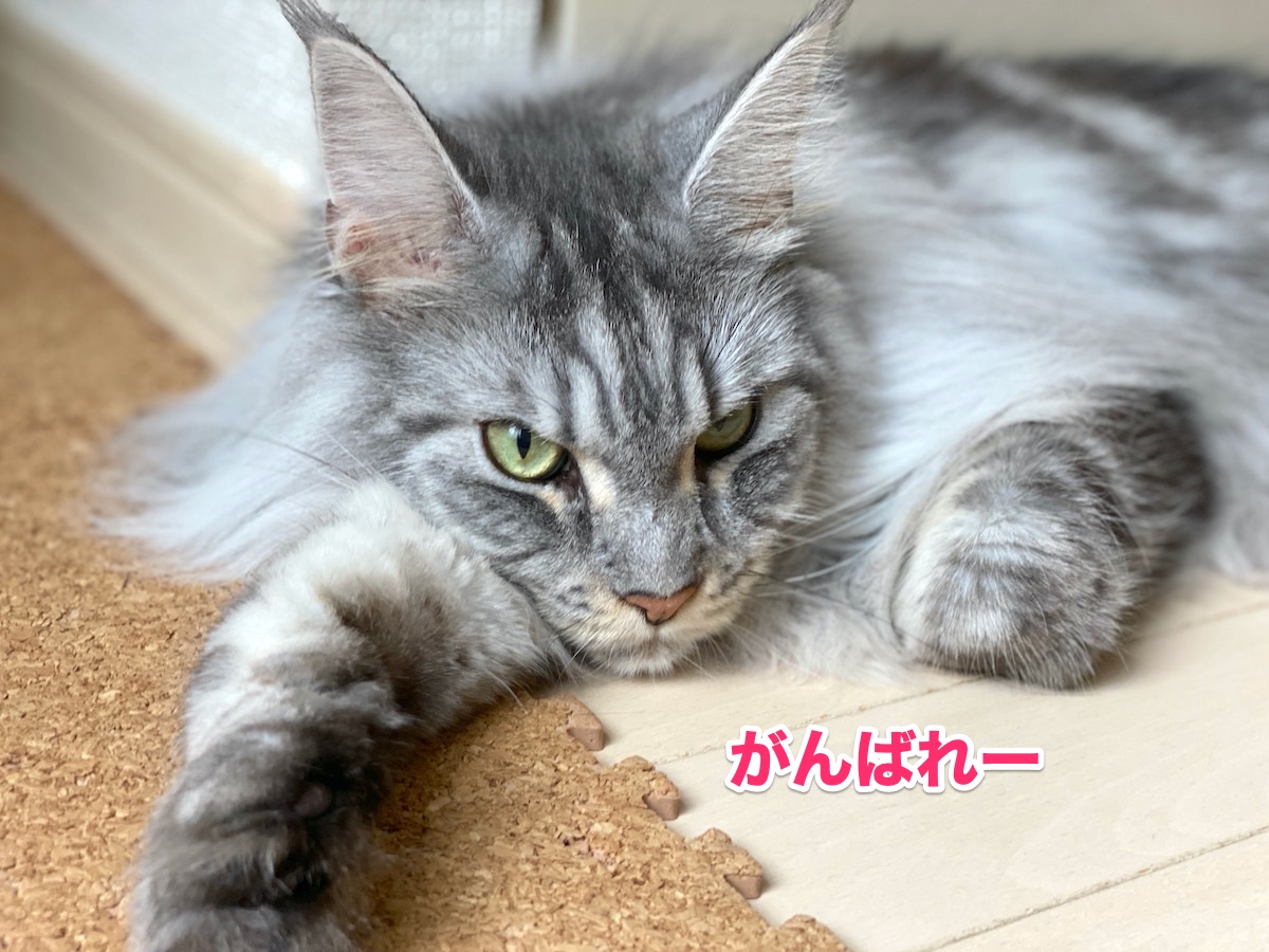 f:id:chikojirou:20200918211046j:plain