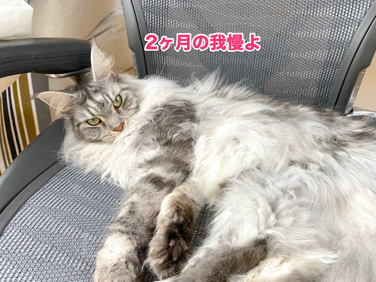 f:id:chikojirou:20200918211050j:plain