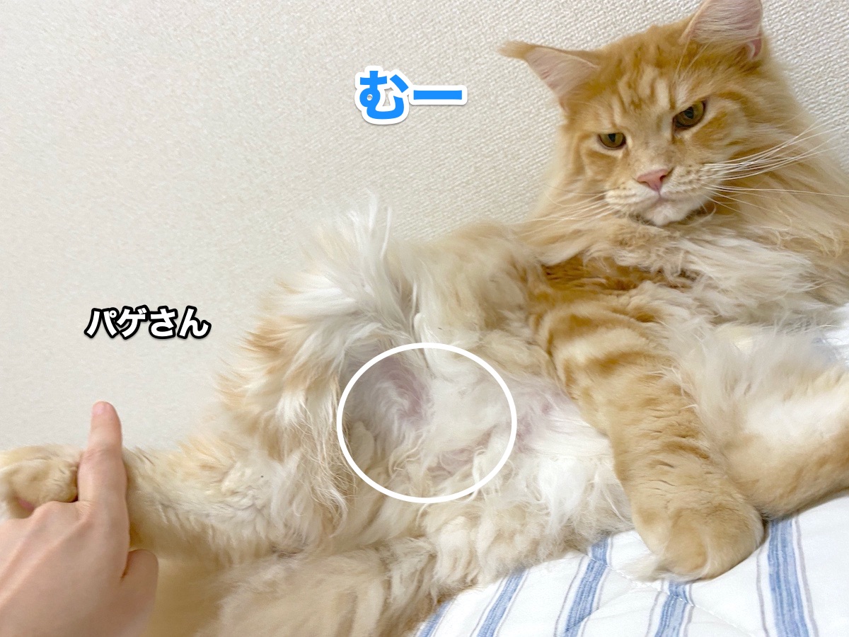 f:id:chikojirou:20200918211053j:plain