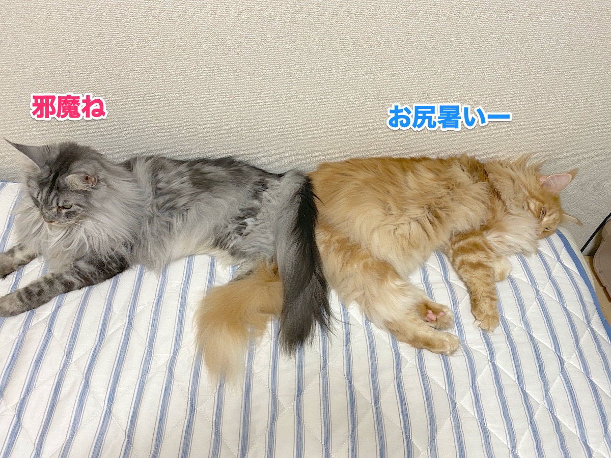 f:id:chikojirou:20200919204745j:plain