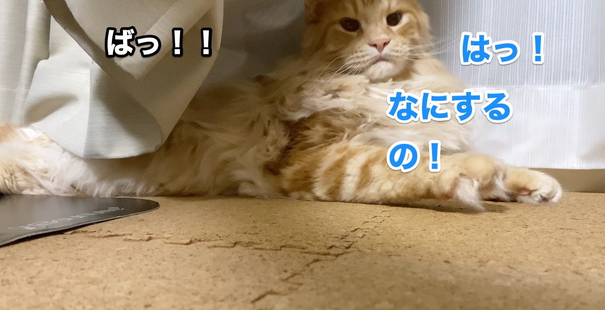 f:id:chikojirou:20200920214802j:plain
