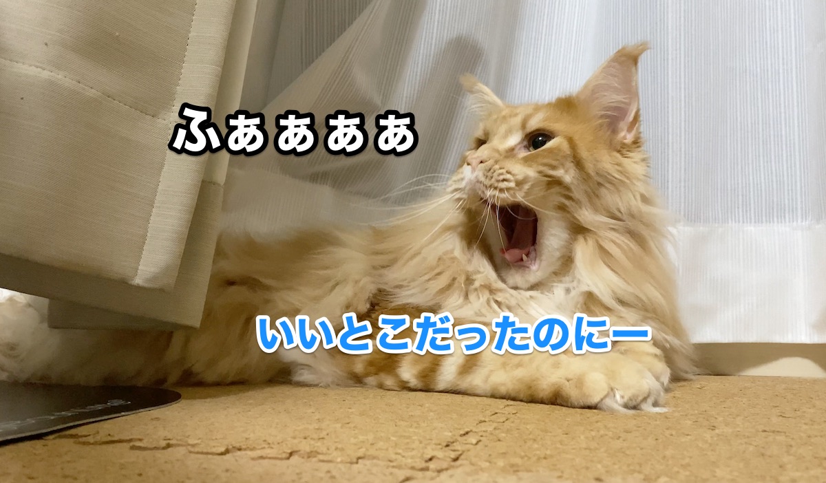 f:id:chikojirou:20200920214805j:plain