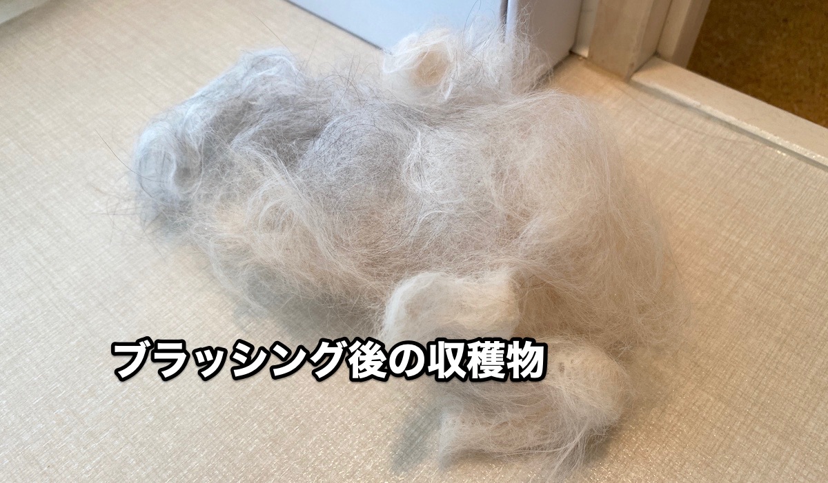 f:id:chikojirou:20200920214812j:plain