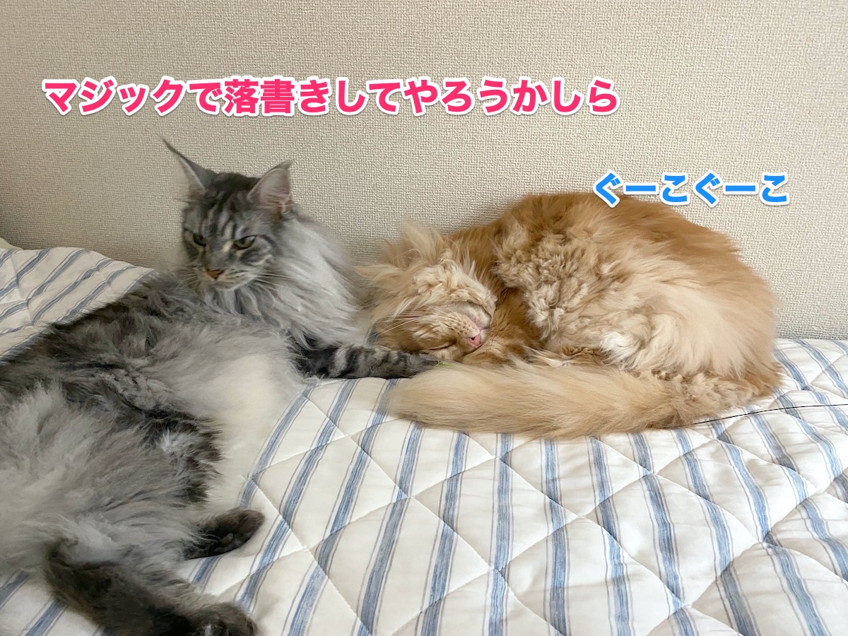 f:id:chikojirou:20200920214831j:plain