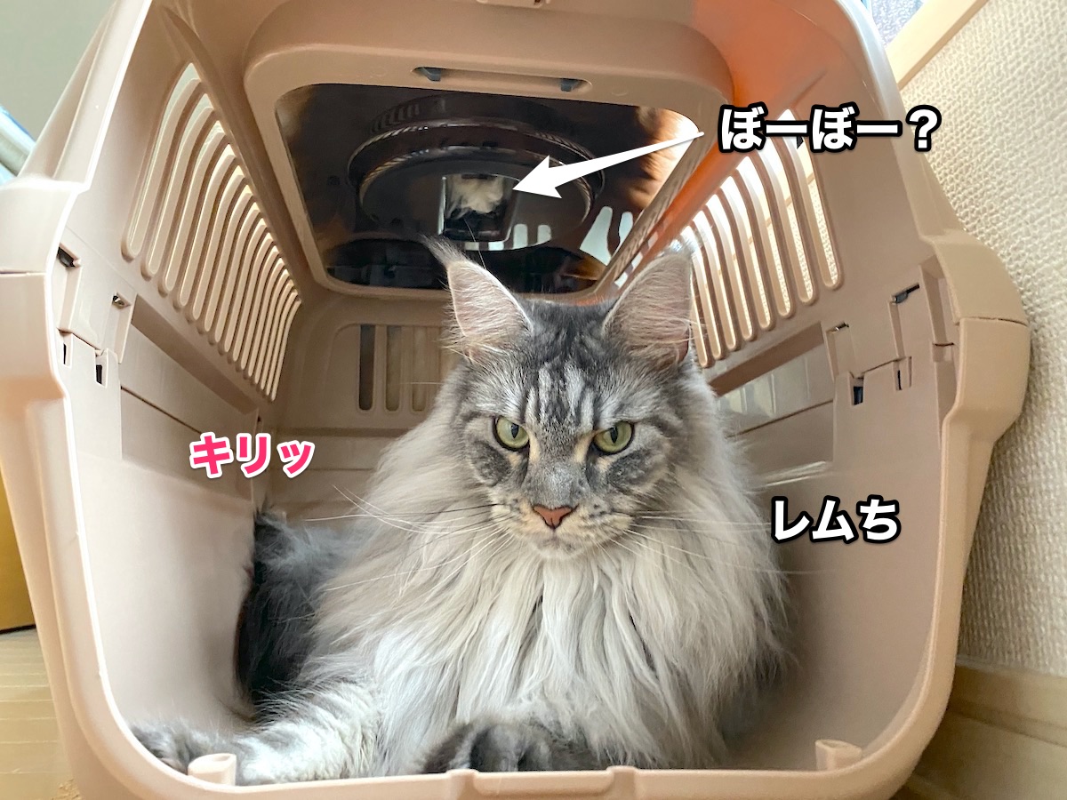 f:id:chikojirou:20200921195845j:plain