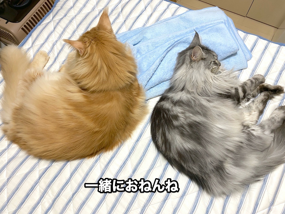 f:id:chikojirou:20200921195852j:plain