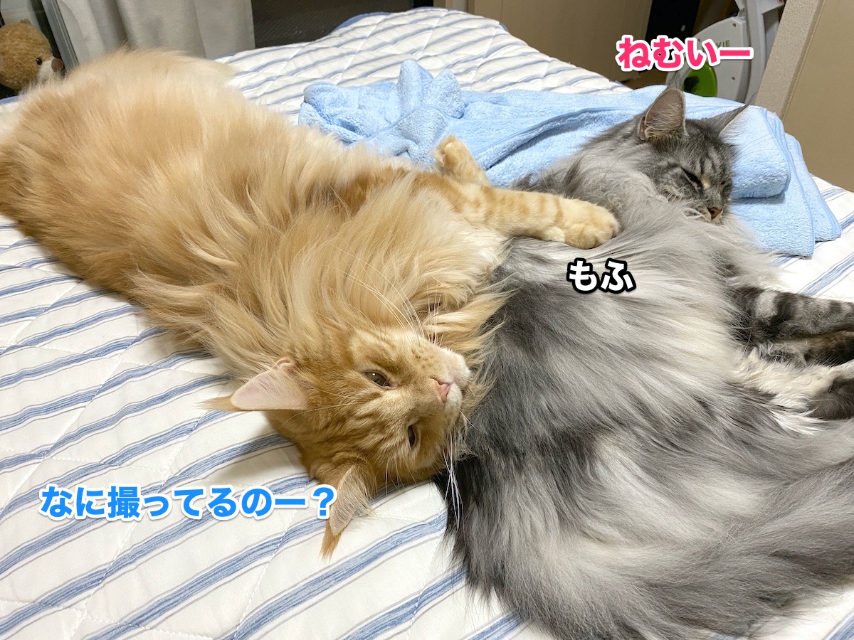 f:id:chikojirou:20200921195855j:plain