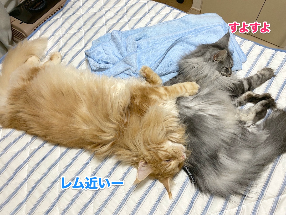f:id:chikojirou:20200921195901j:plain