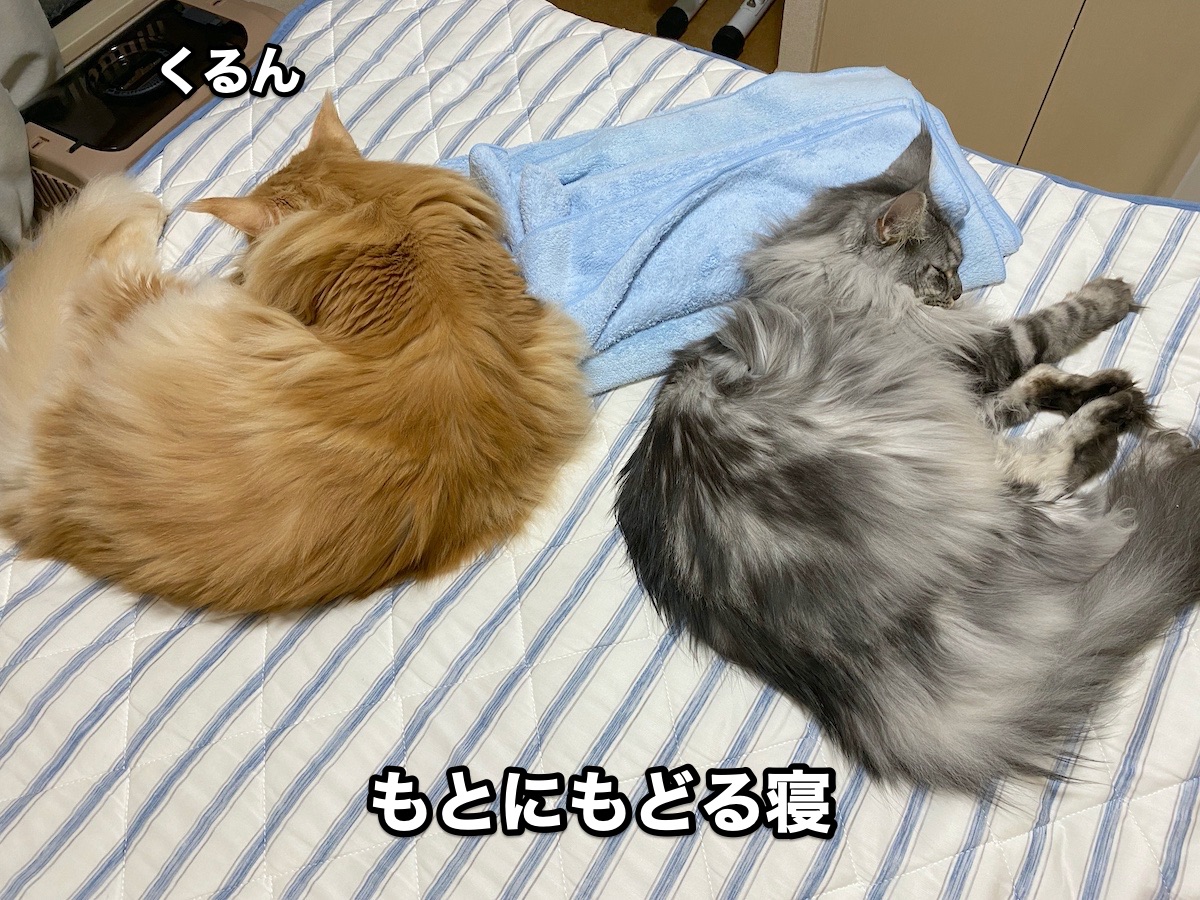 f:id:chikojirou:20200921195905j:plain