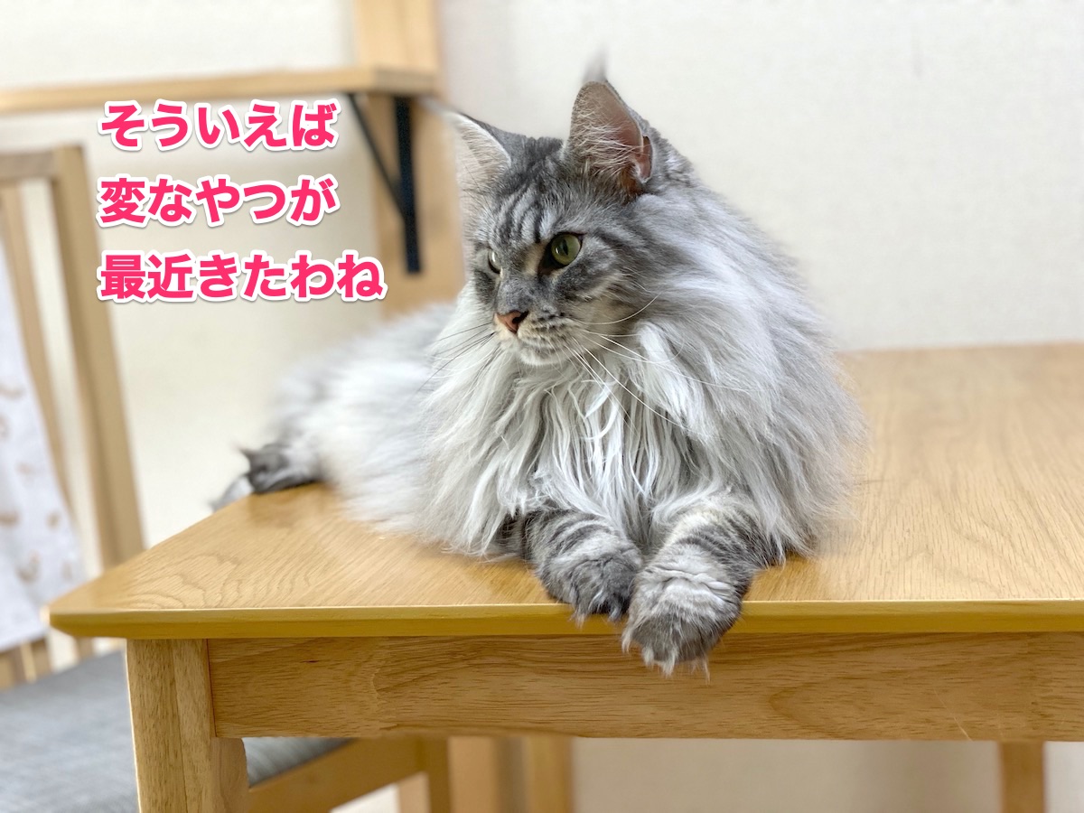 f:id:chikojirou:20200922200544j:plain
