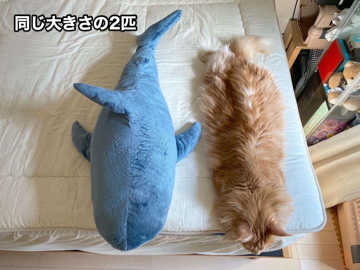 f:id:chikojirou:20200922200600j:plain