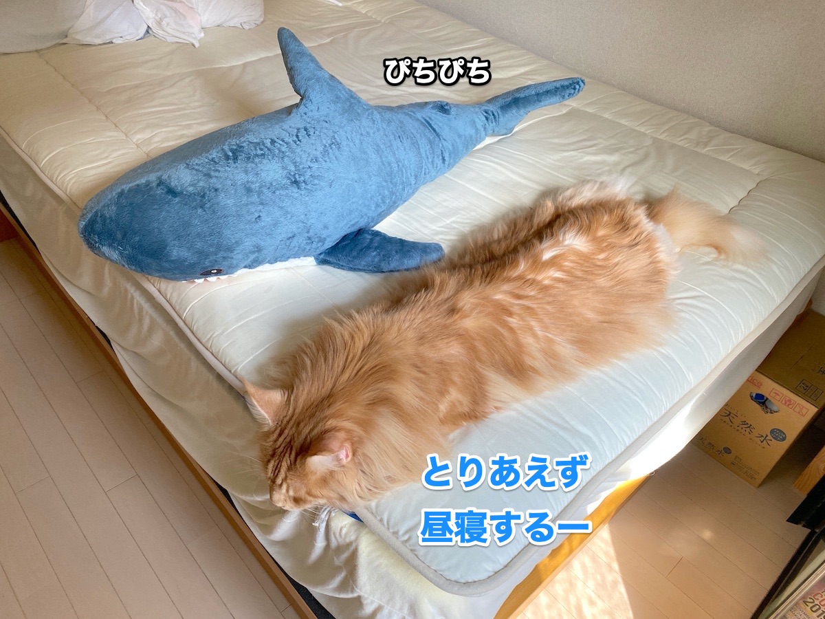 f:id:chikojirou:20200922200610j:plain