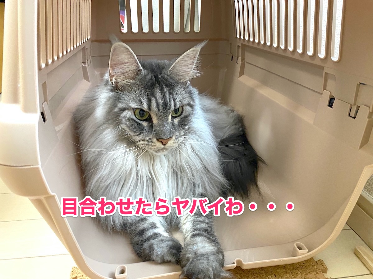 f:id:chikojirou:20200925214017j:plain