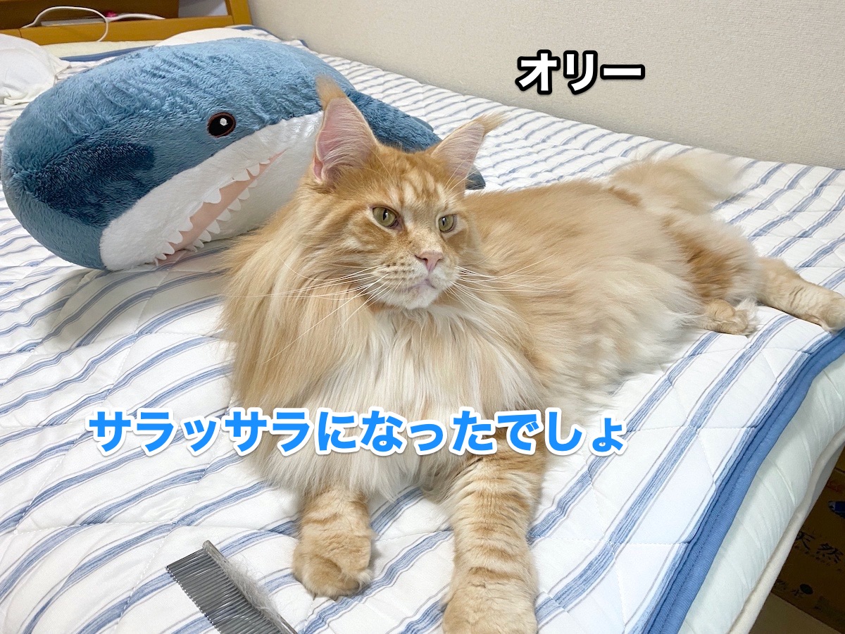 f:id:chikojirou:20200925214022j:plain