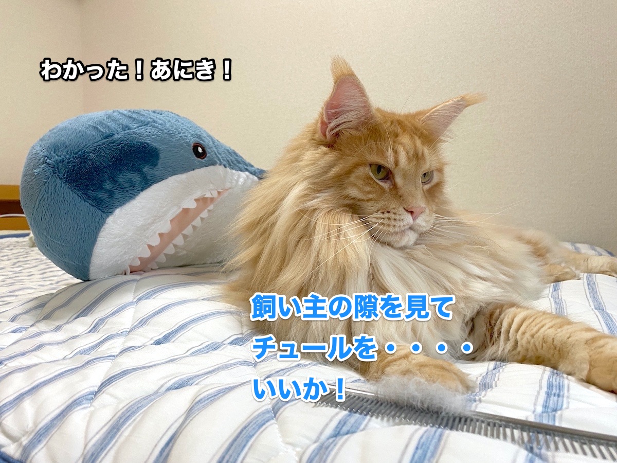 f:id:chikojirou:20200925214026j:plain