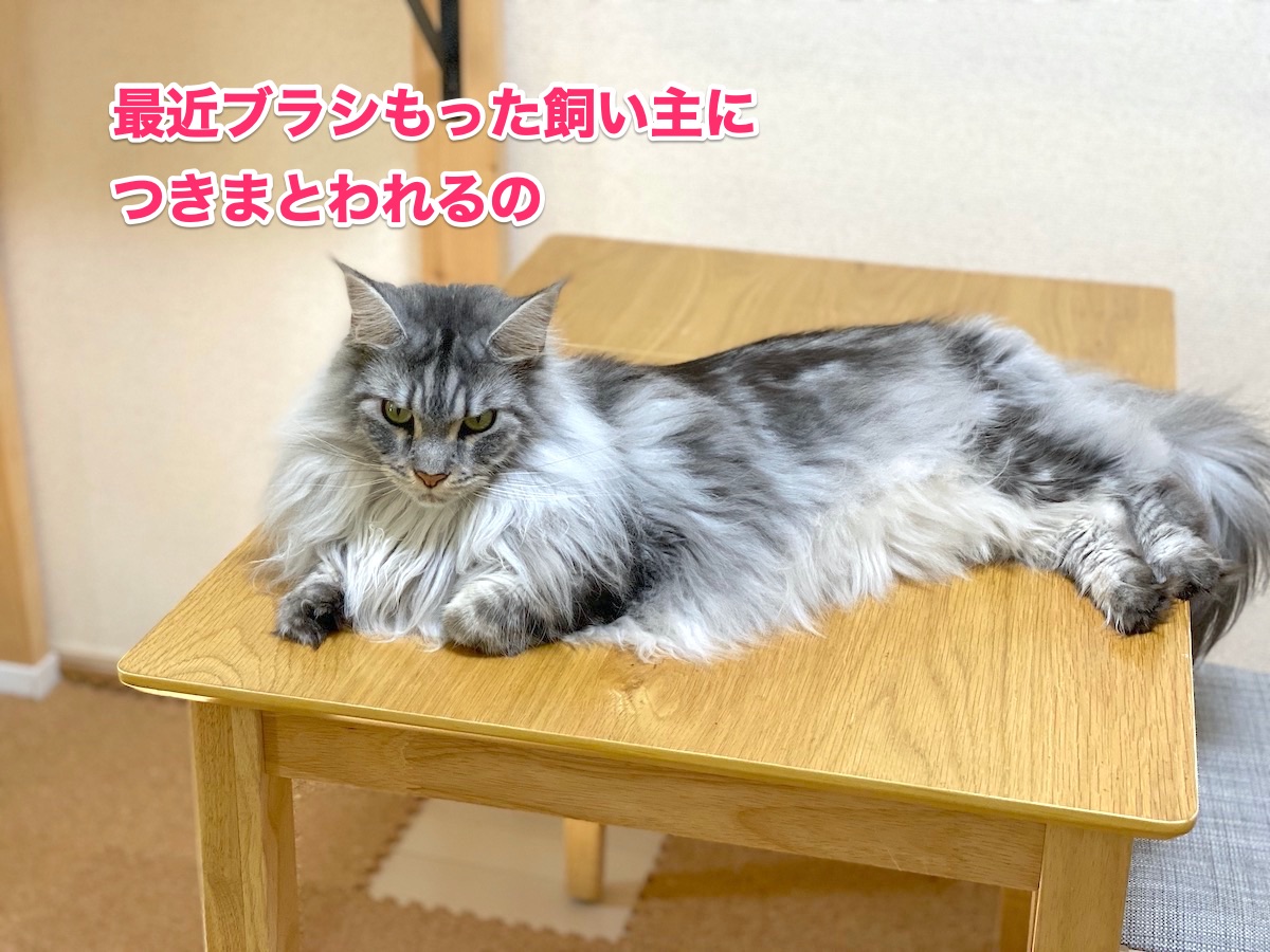 f:id:chikojirou:20200927203615j:plain