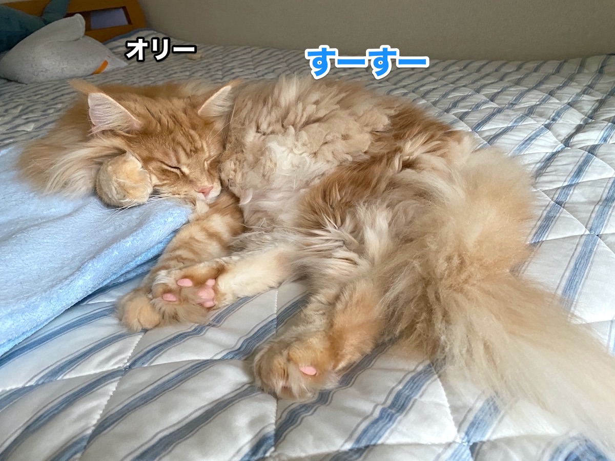 f:id:chikojirou:20200927203619j:plain