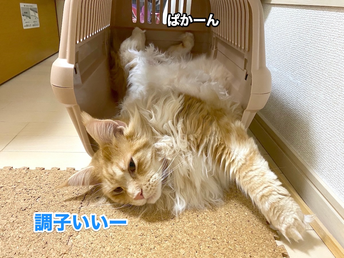 f:id:chikojirou:20200927203623j:plain