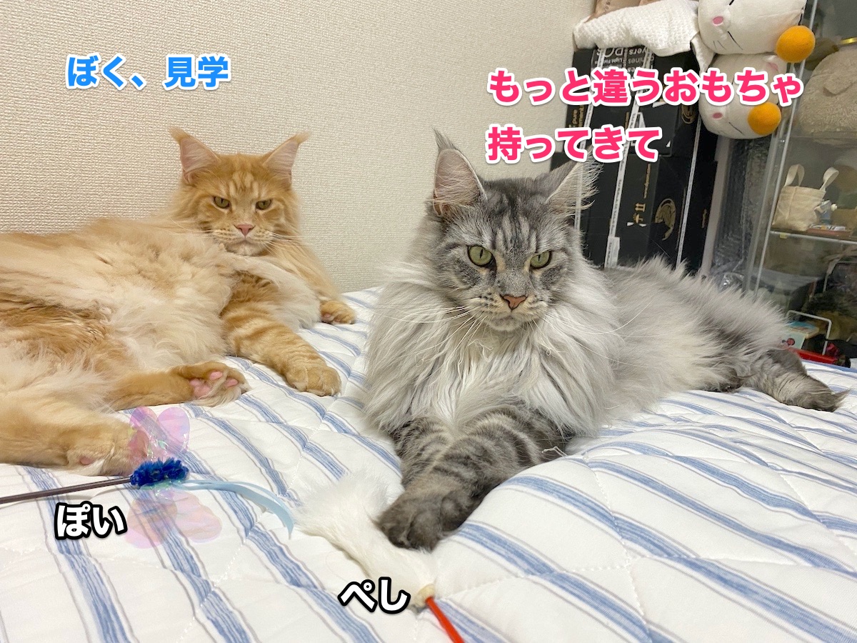 f:id:chikojirou:20200927203627j:plain