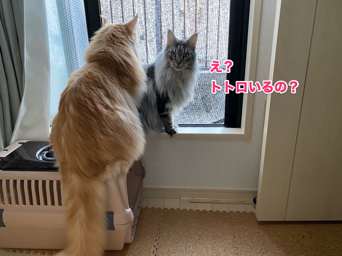 f:id:chikojirou:20200929203349j:plain f:id:chikojirou:20200929203349j:plain