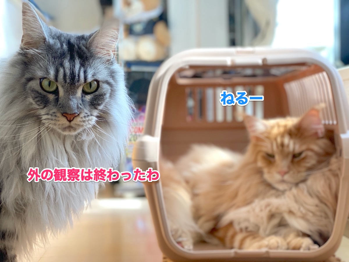 f:id:chikojirou:20200929203353j:plain f:id:chikojirou:20200929203353j:plain