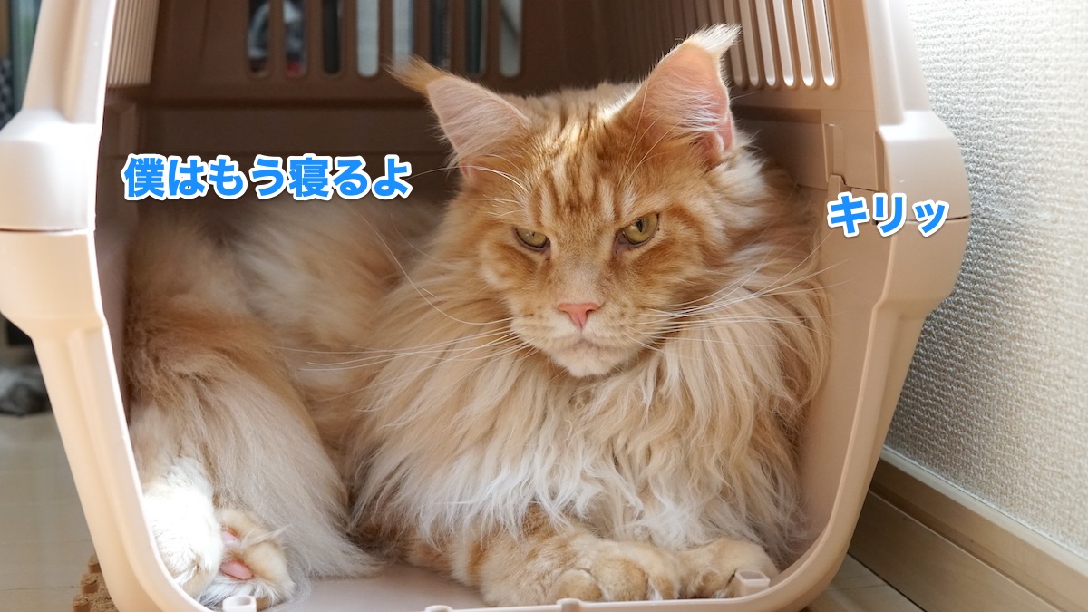 f:id:chikojirou:20200930201416j:plain