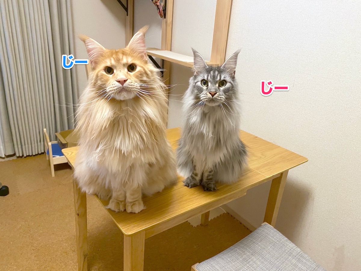 f:id:chikojirou:20200930201421j:plain