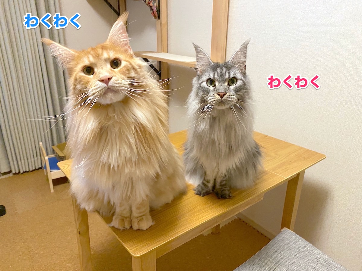 f:id:chikojirou:20200930201424j:plain