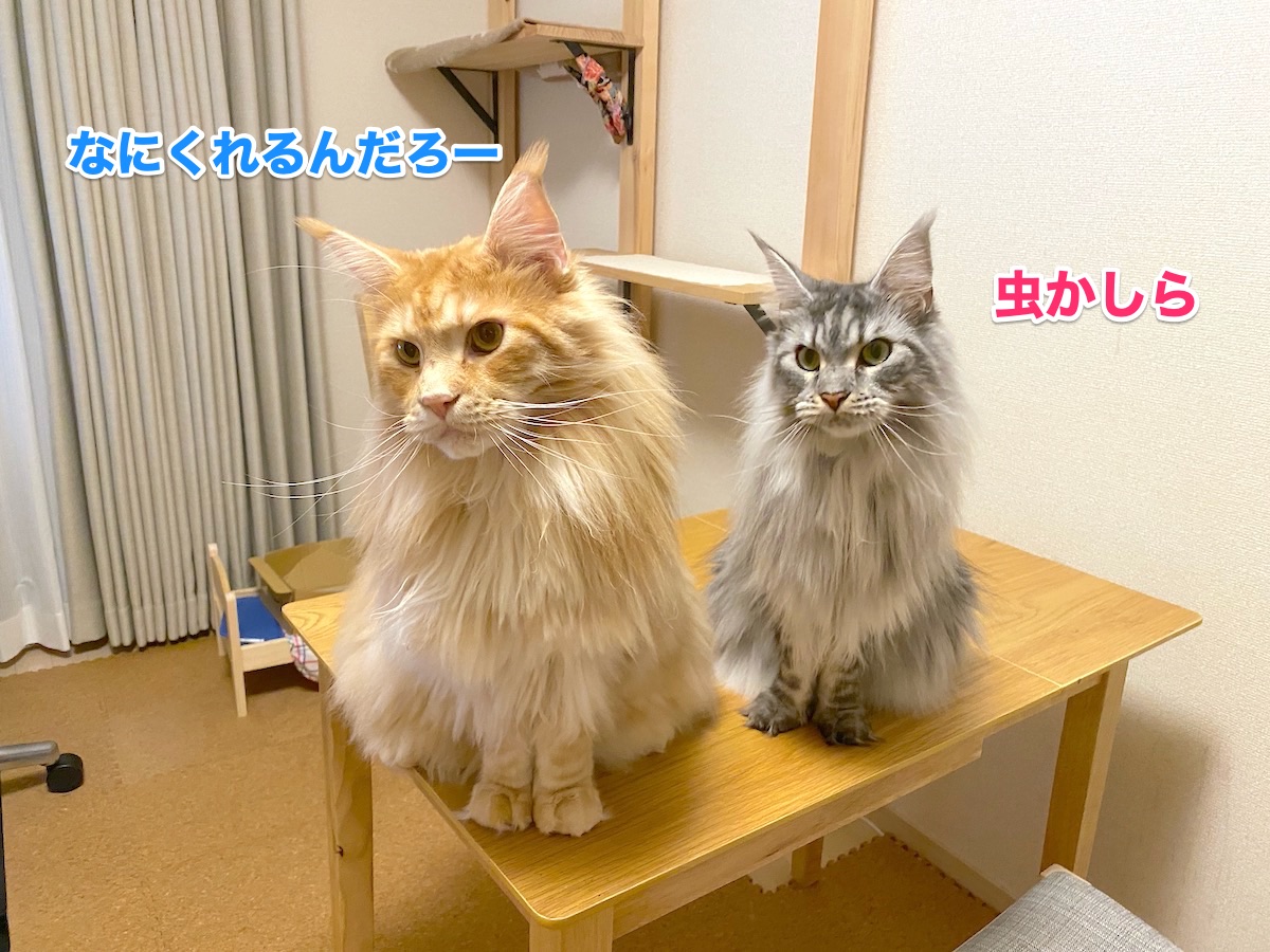 f:id:chikojirou:20200930201428j:plain