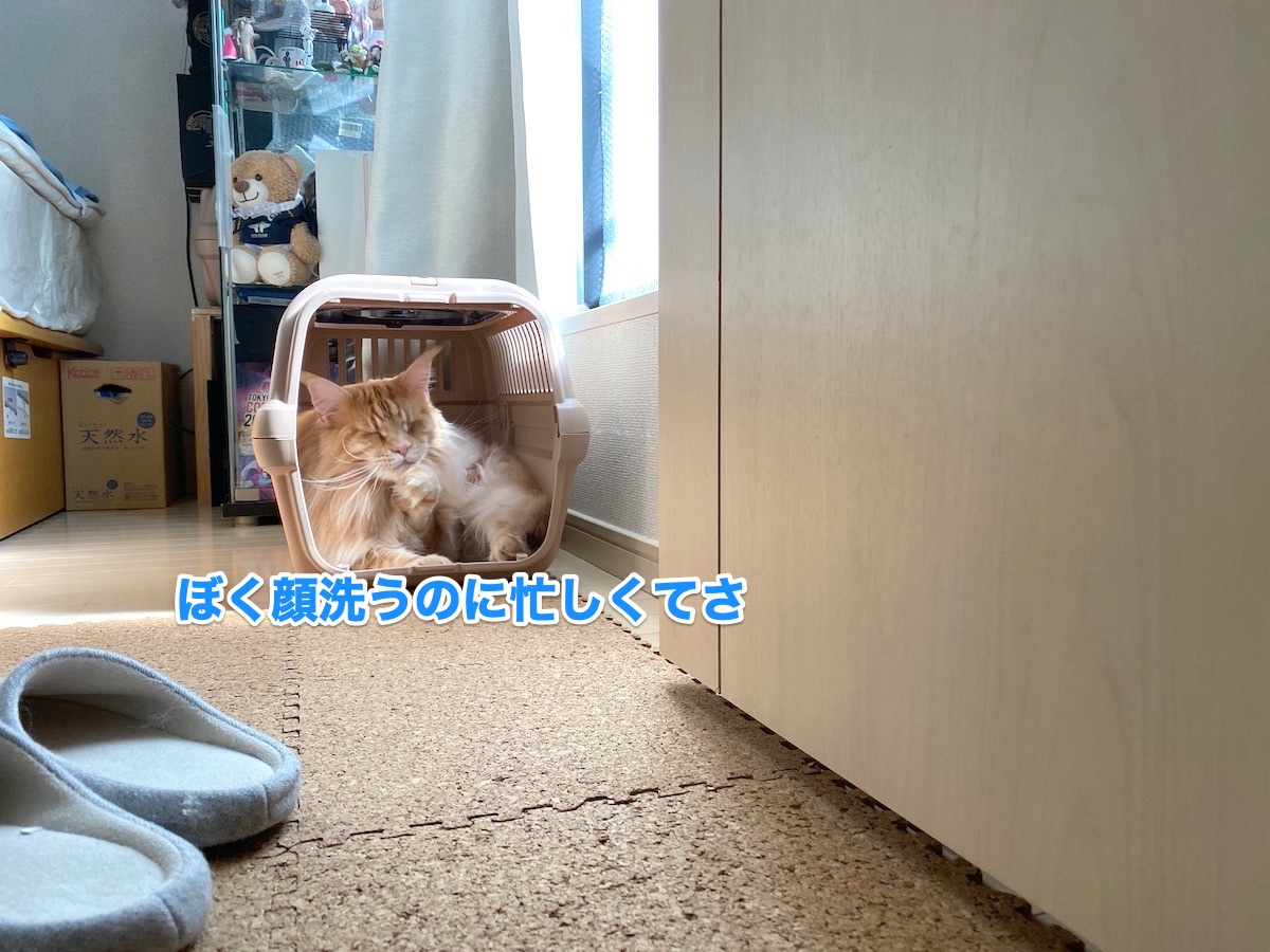 f:id:chikojirou:20201002210820j:plain