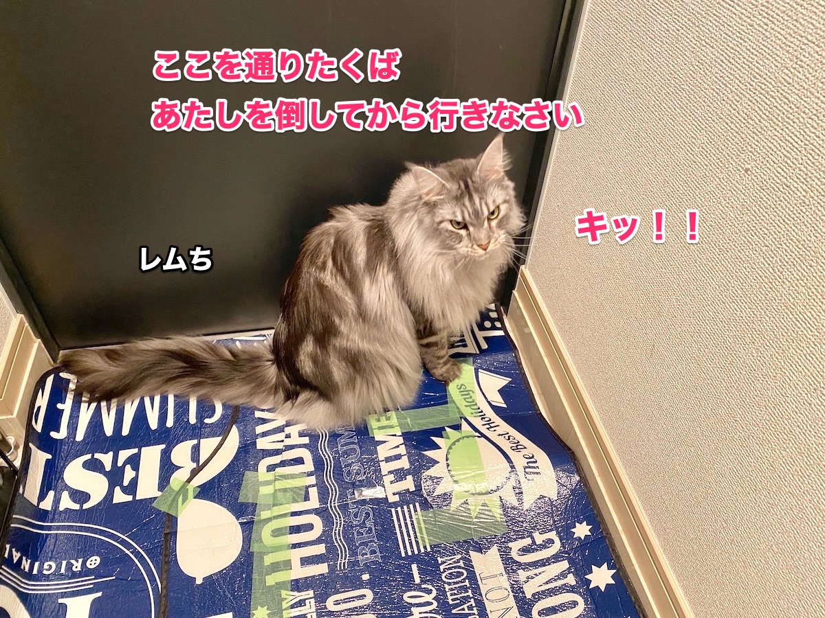 f:id:chikojirou:20201002210824j:plain