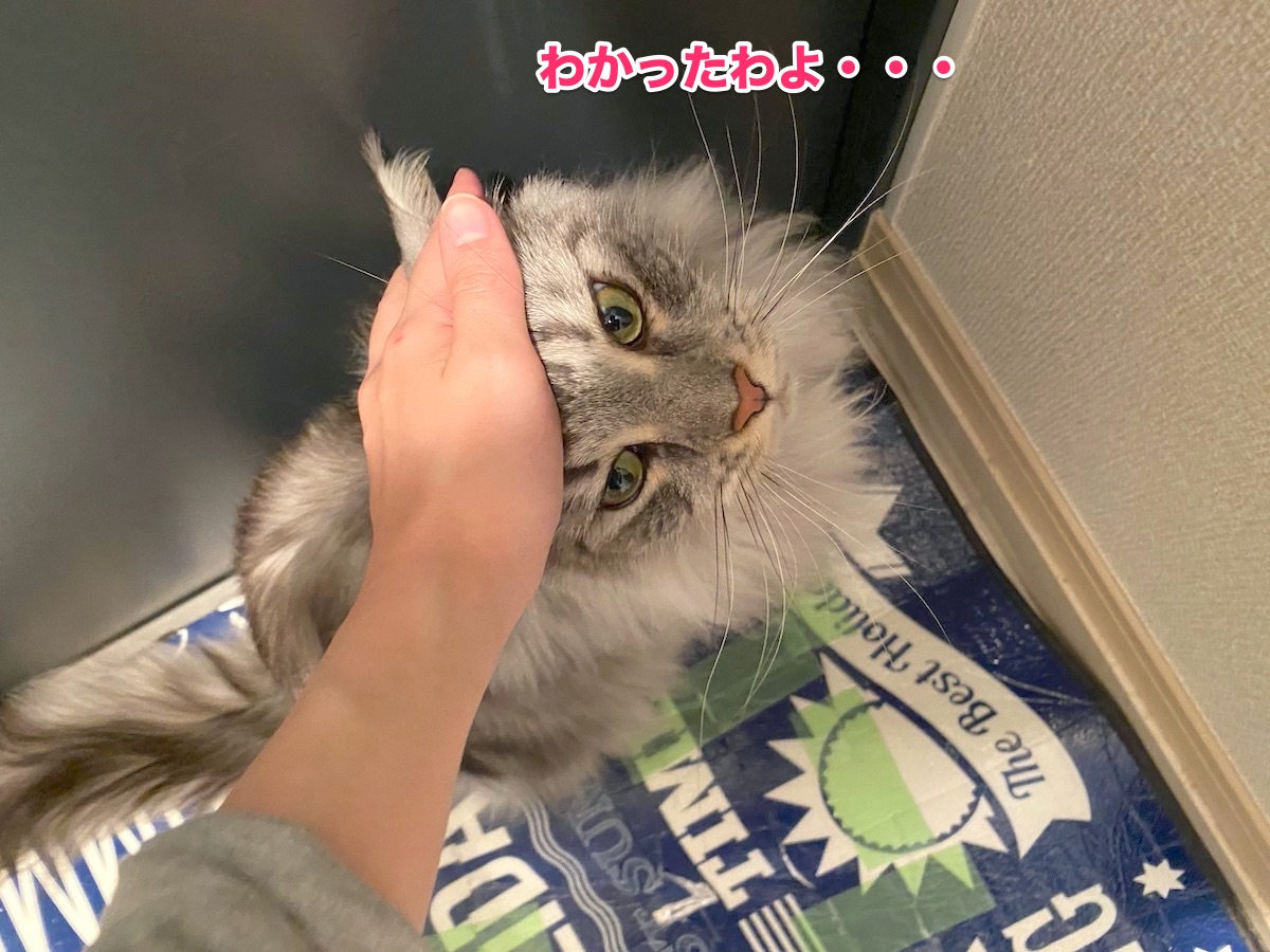 f:id:chikojirou:20201002210828j:plain