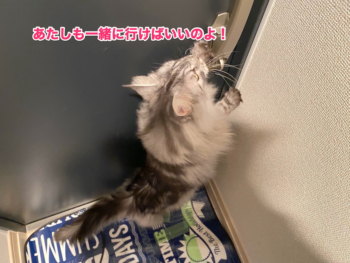 f:id:chikojirou:20201002210832j:plain