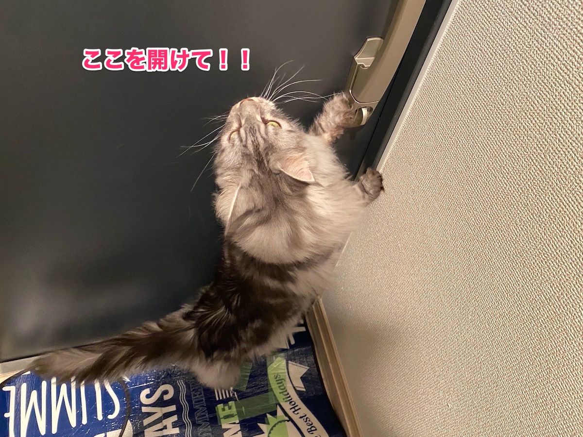 f:id:chikojirou:20201002210835j:plain