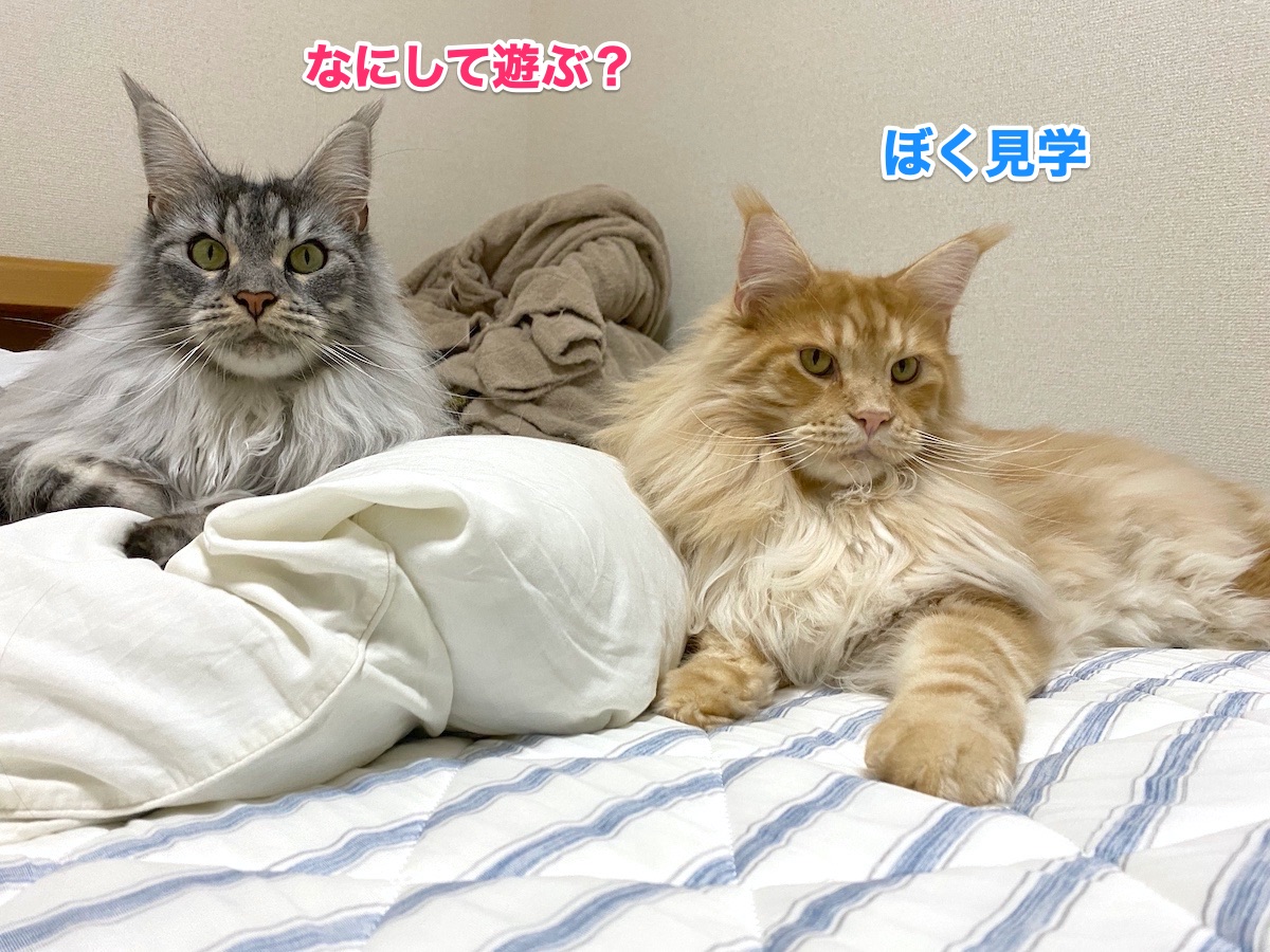 f:id:chikojirou:20201002210839j:plain