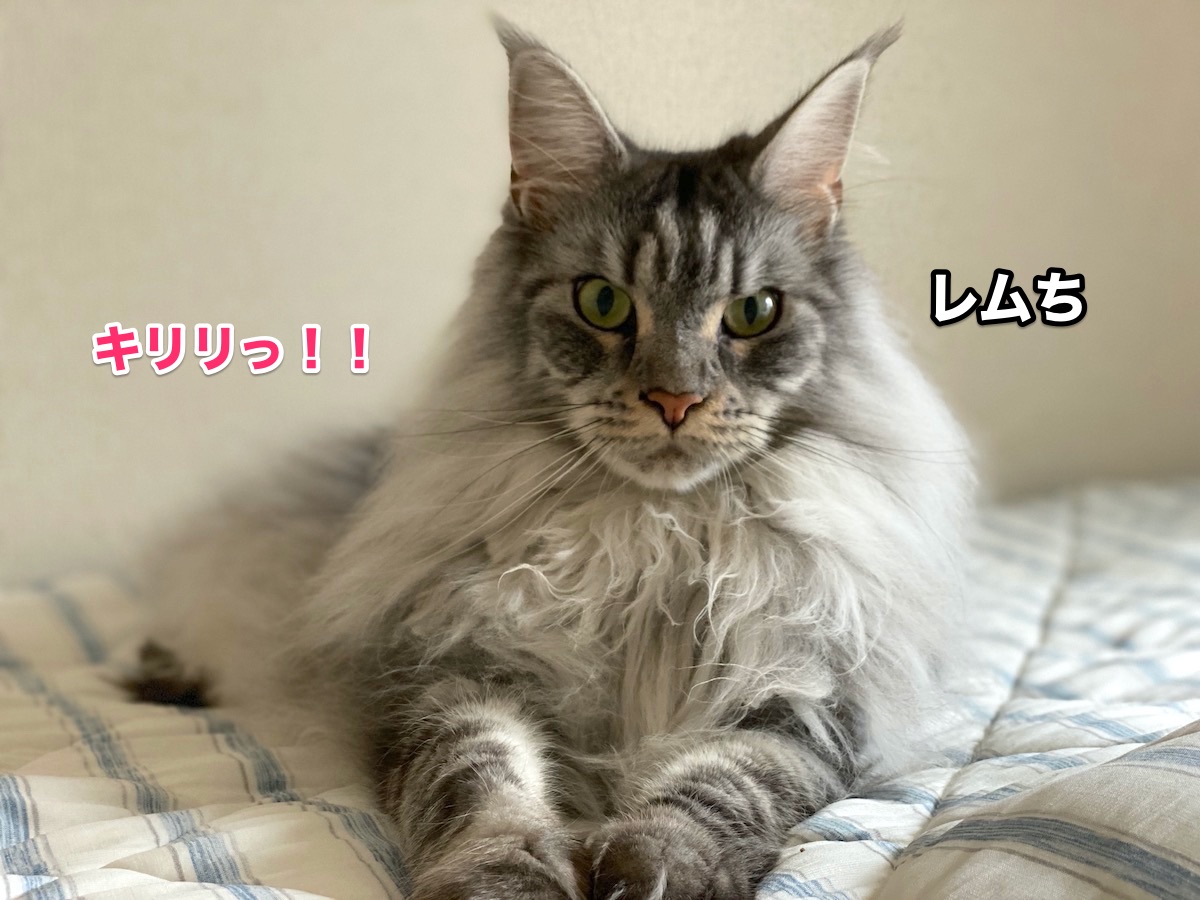 f:id:chikojirou:20201004161751j:plain