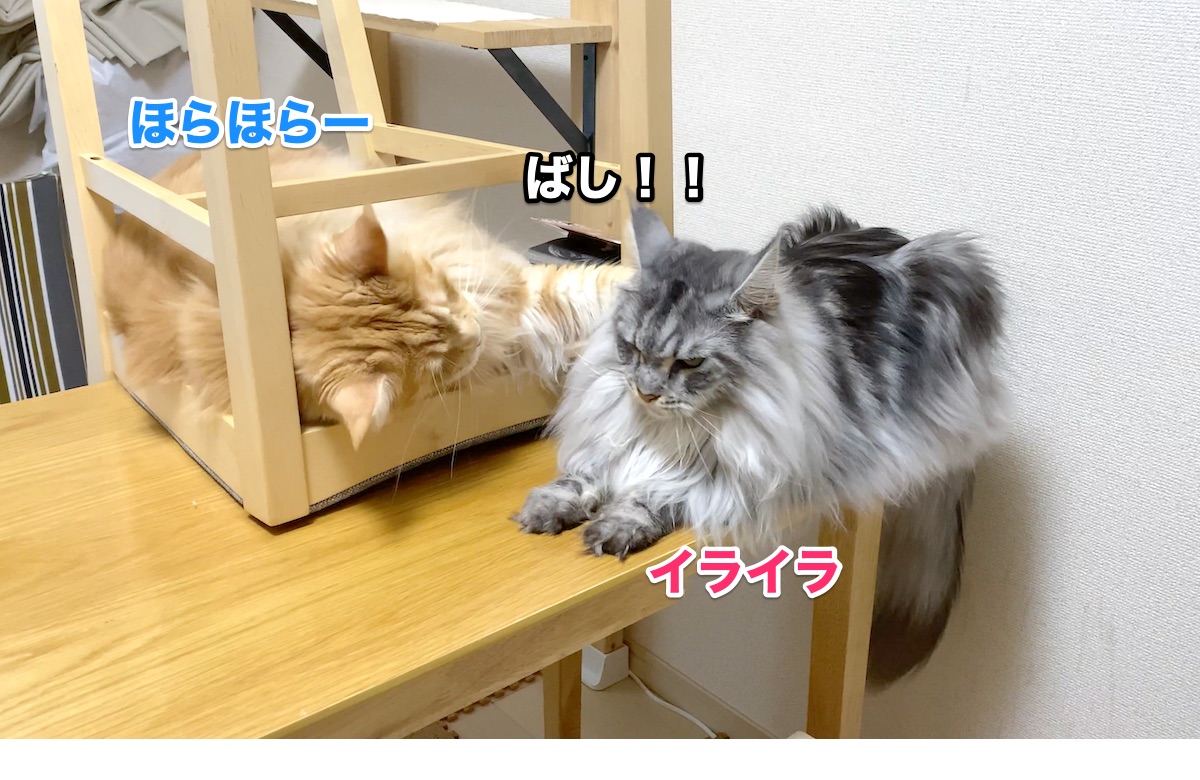 f:id:chikojirou:20201004161808j:plain