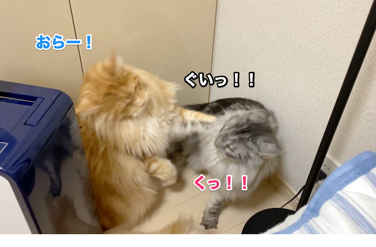f:id:chikojirou:20201004161815j:plain