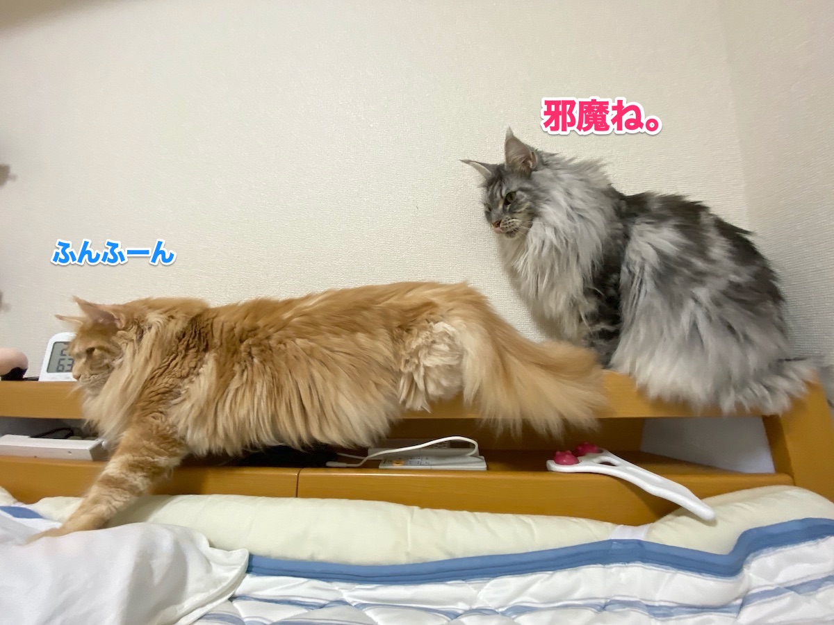 f:id:chikojirou:20201004161819j:plain