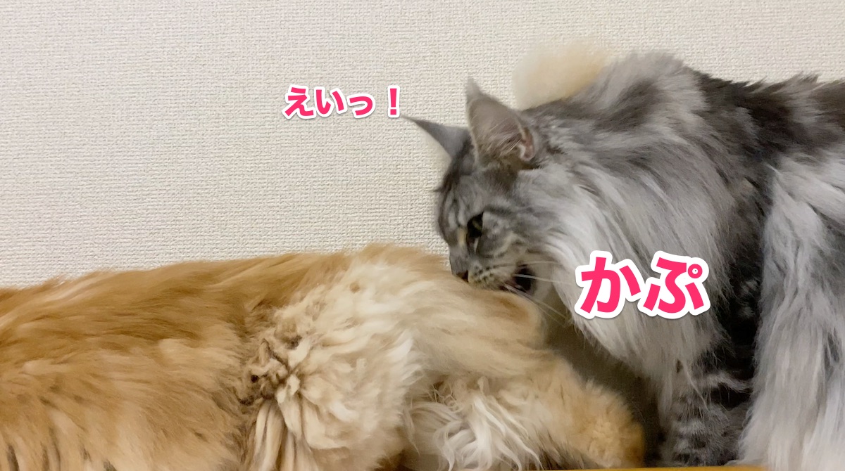 f:id:chikojirou:20201004161822j:plain