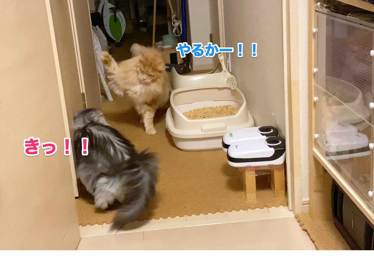 f:id:chikojirou:20201004161831j:plain