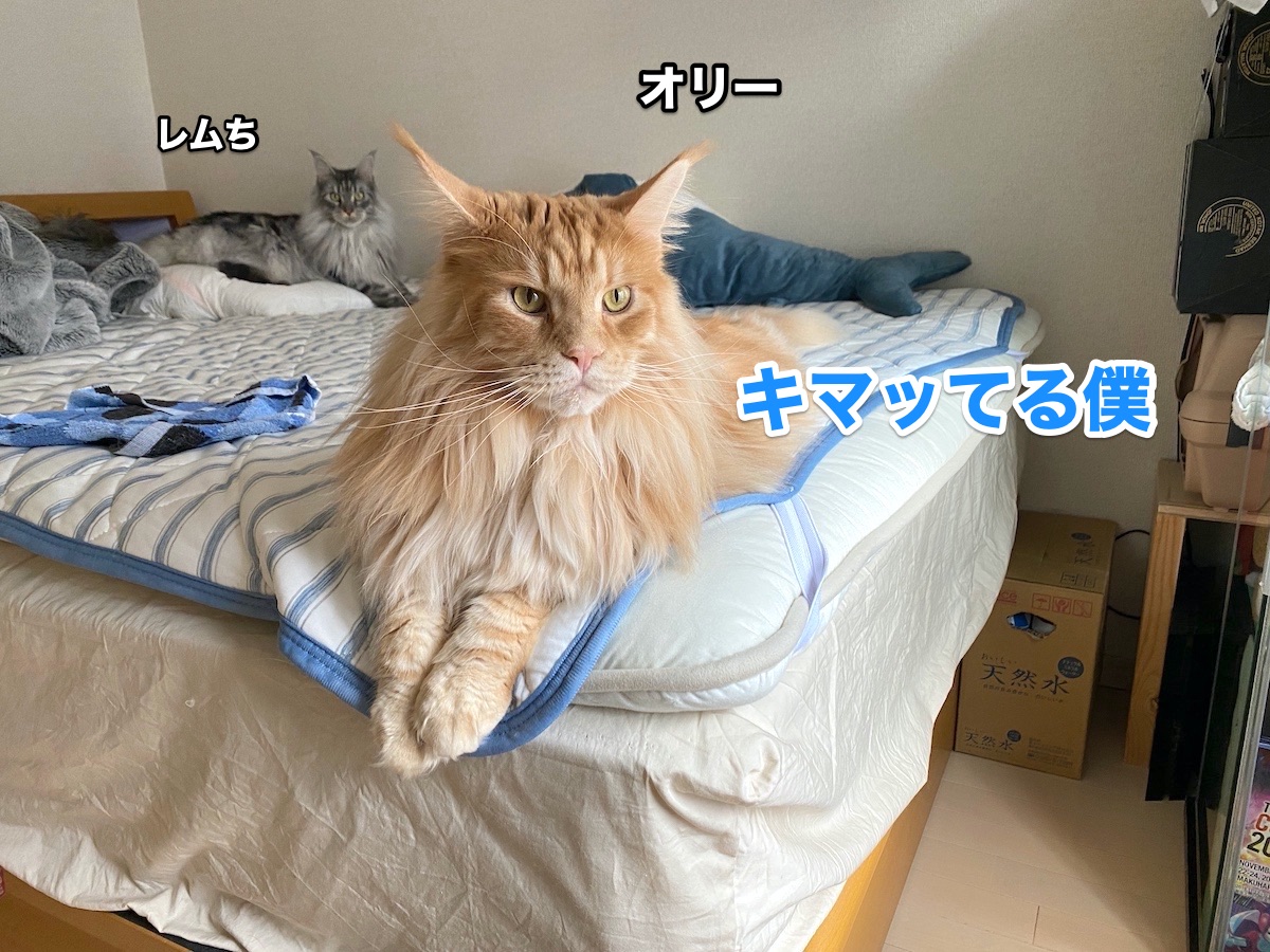 f:id:chikojirou:20201006205026j:plain