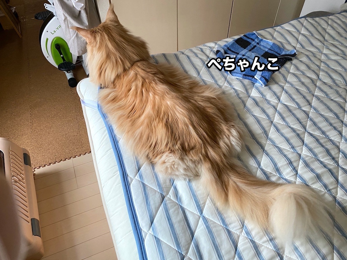 f:id:chikojirou:20201006205035j:plain