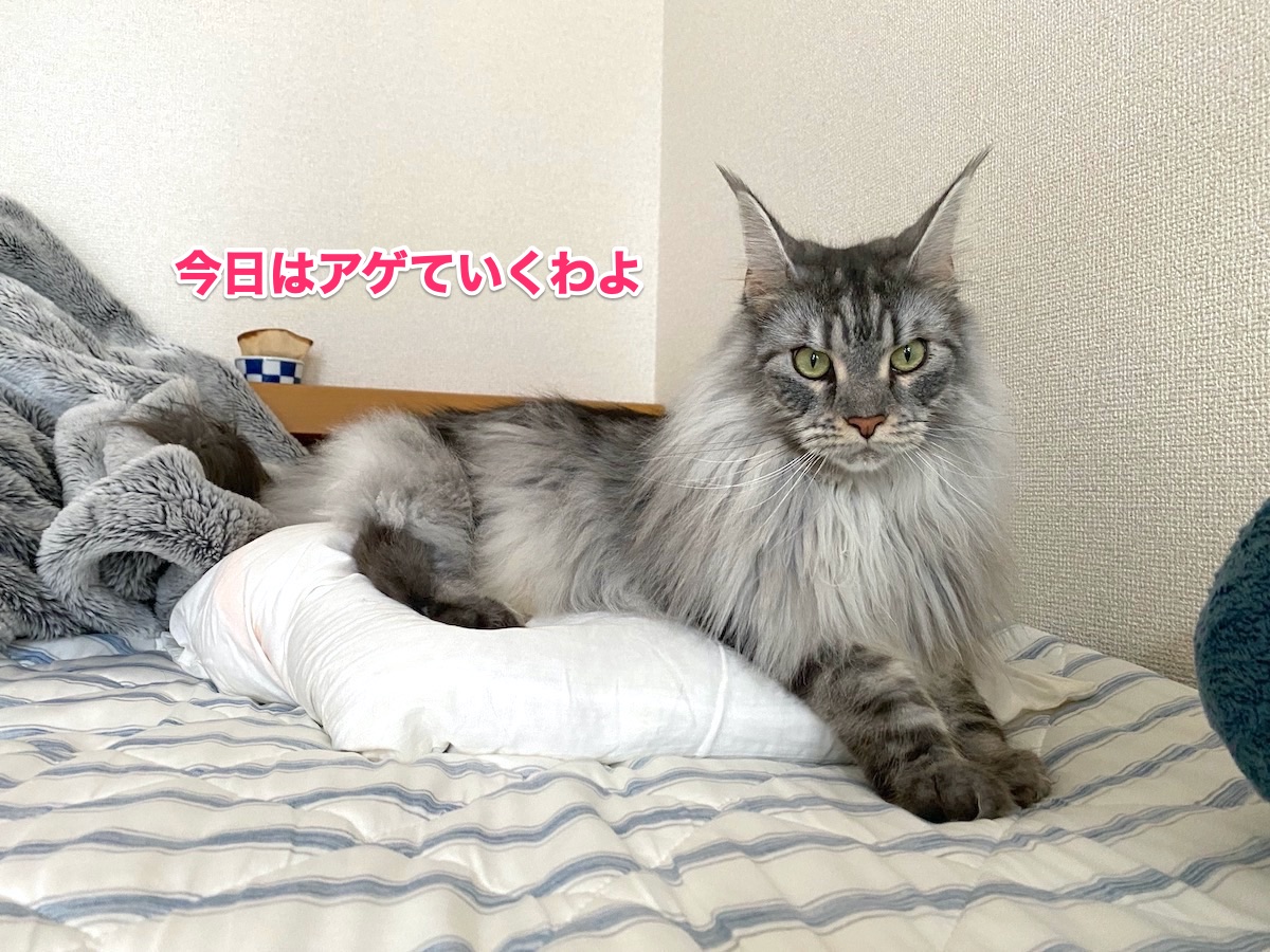 f:id:chikojirou:20201006205039j:plain