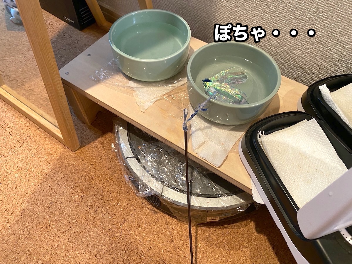f:id:chikojirou:20201006205043j:plain