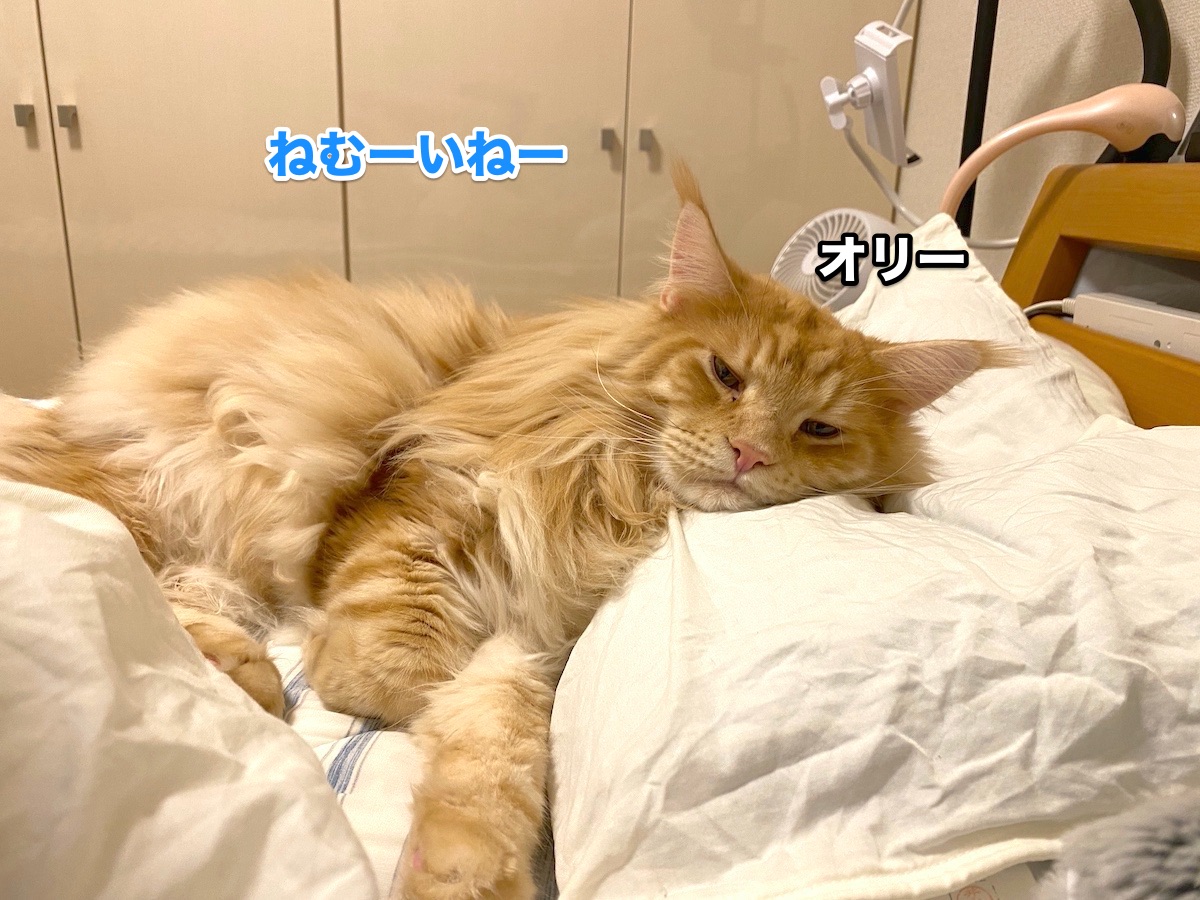 f:id:chikojirou:20201008204247j:plain